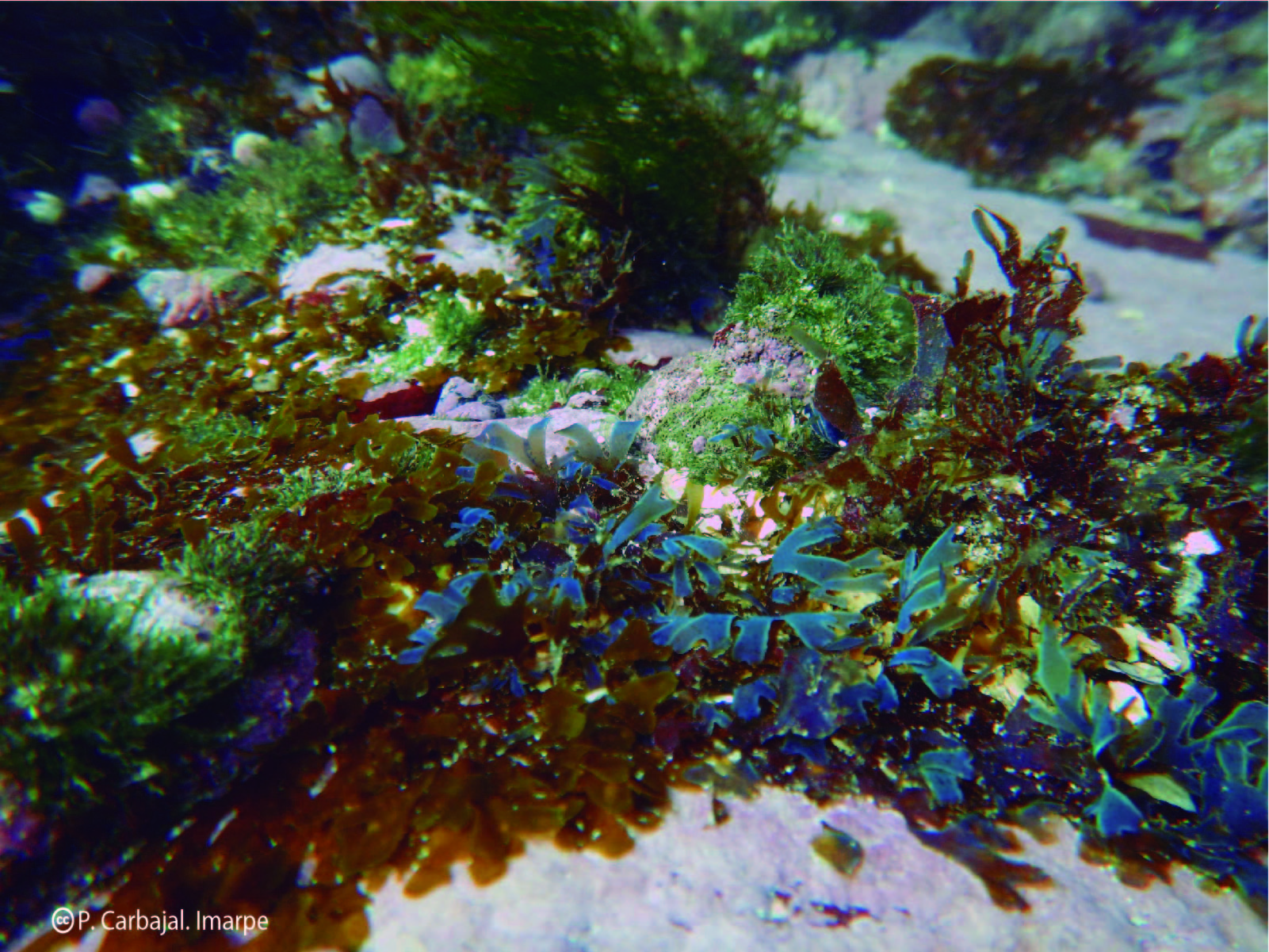 Catálogo Digital De La Biodiversidad Acuática Del Perú