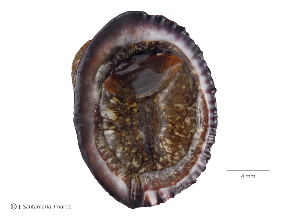 Chanque Catálogo Digital de la Biodiversidad Acuática del Perú